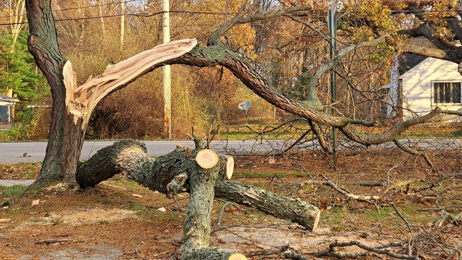 Fallen tree limbs and storm debris at a Tuscaloosa property after severe weather