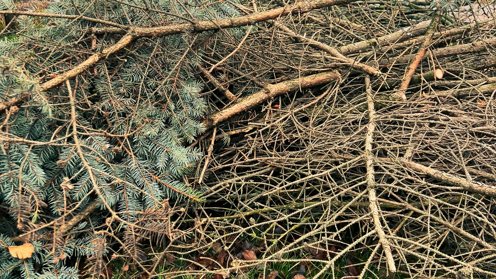 Pile of branches and yard debris prepared for removal in Tuscaloosa